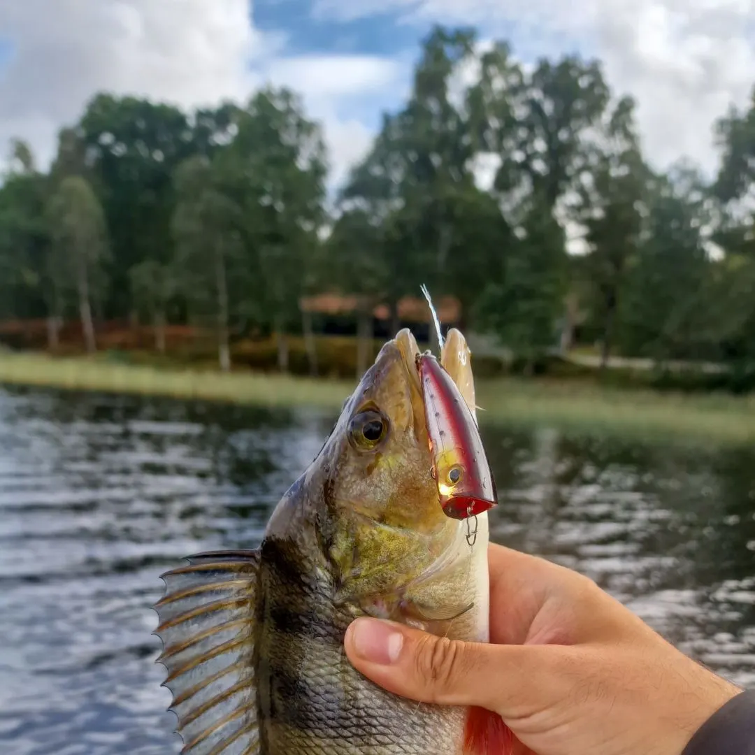 European perch caught on Fishbrain