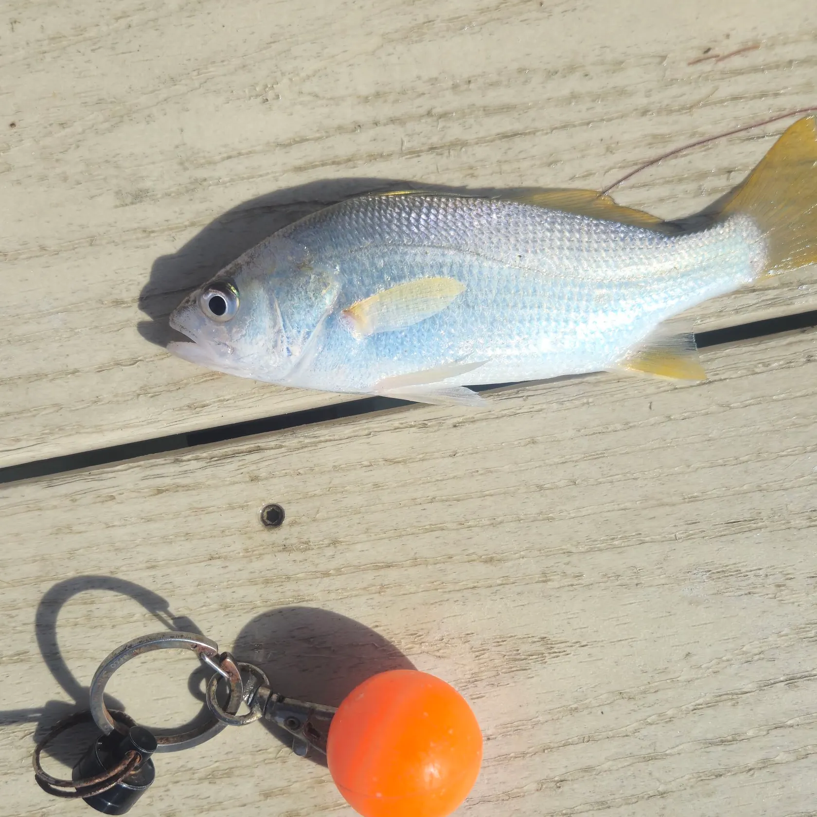 Silver perch caught on Fishbrain