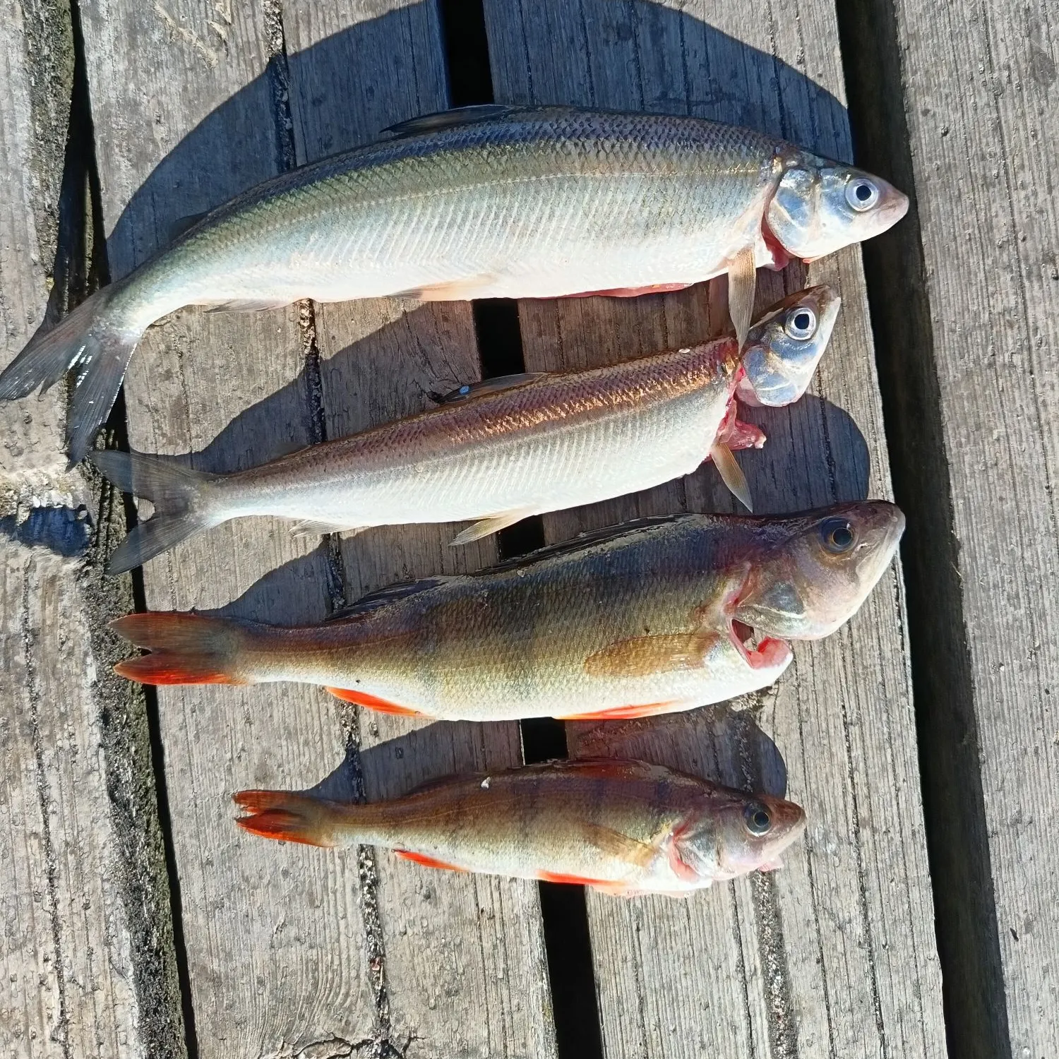 The most recent Lake whitefish catches on Fishbrain