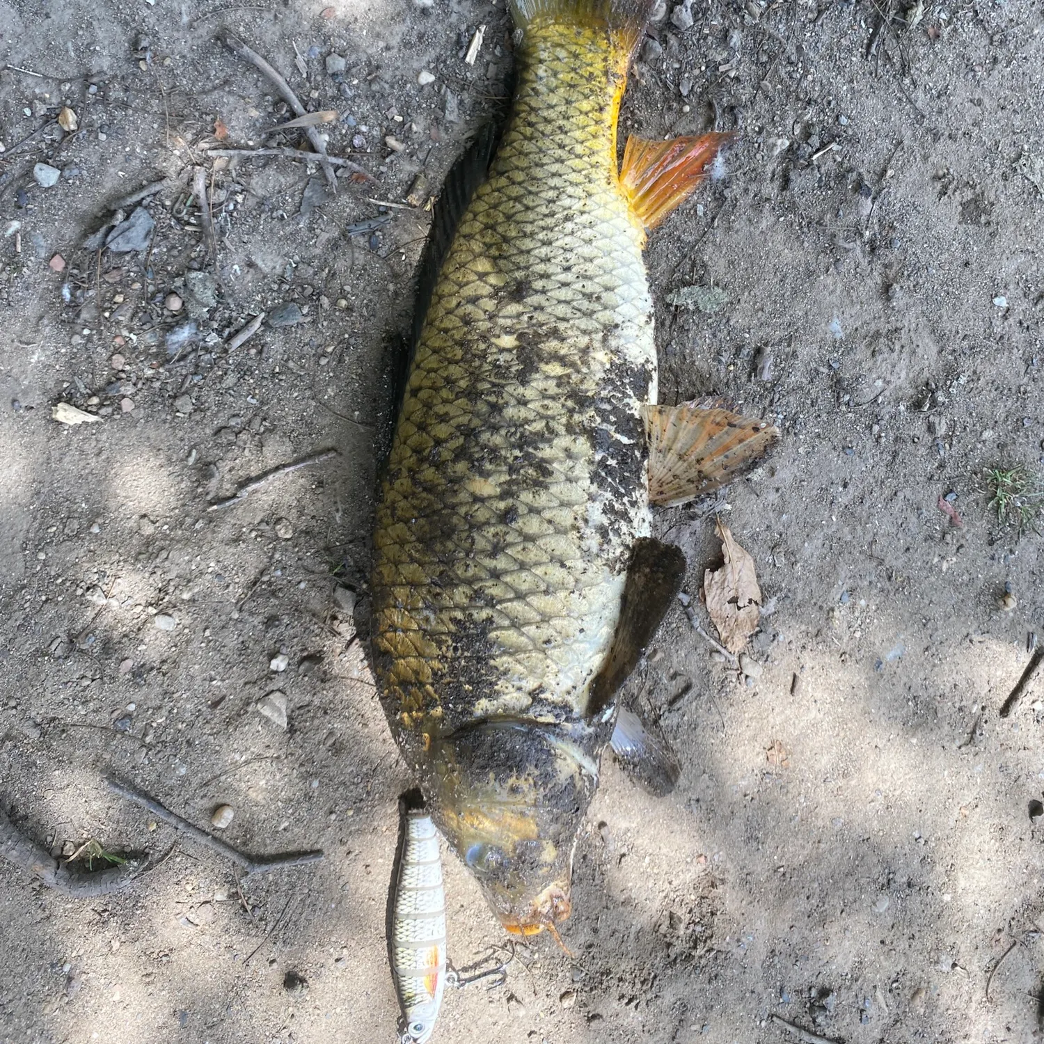 The most recent Common carp catches on Fishbrain