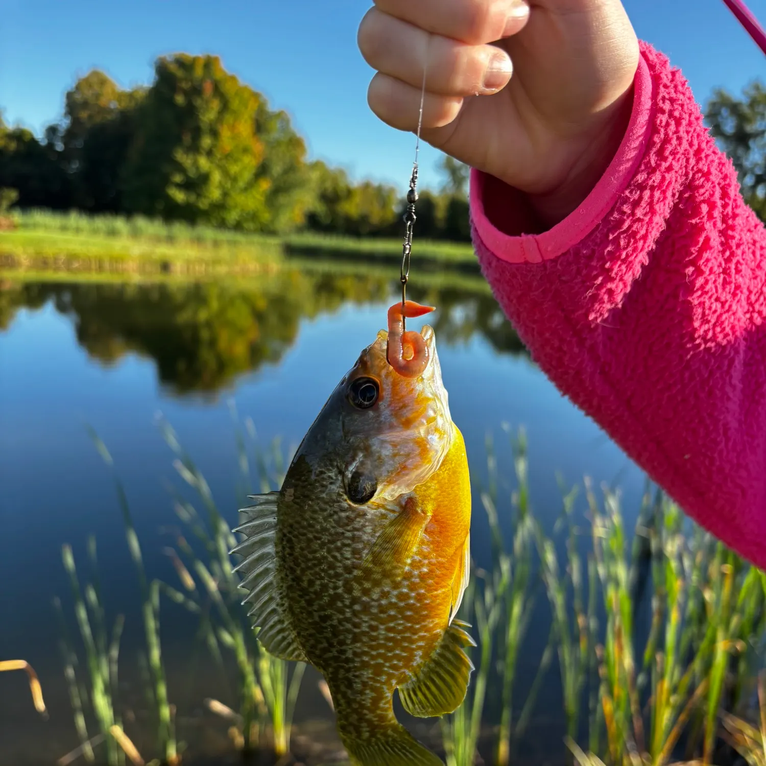 Pumpkinseed caught on Fishbrain