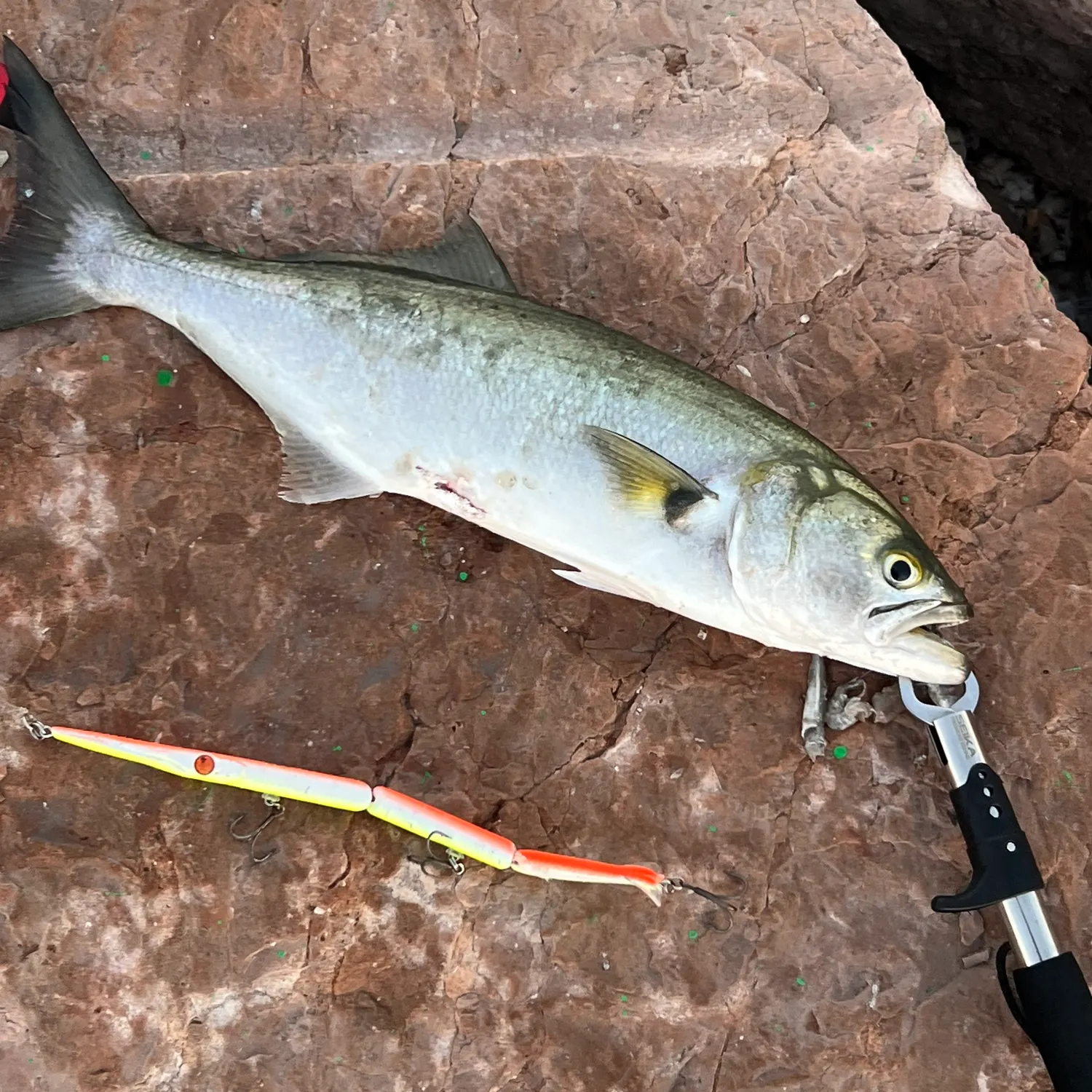 Bluefish caught on Fishbrain