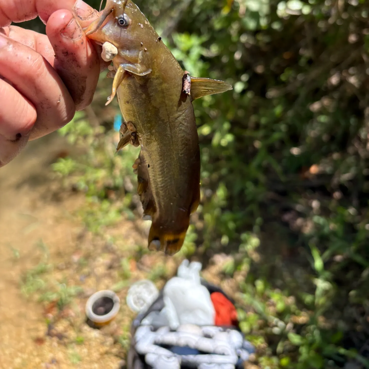 catch