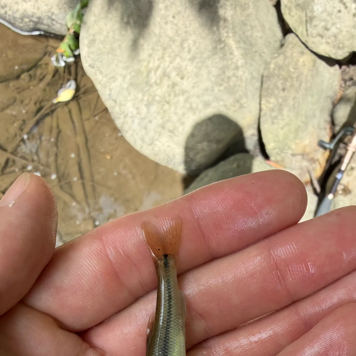 Creek chub caught on Fishbrain