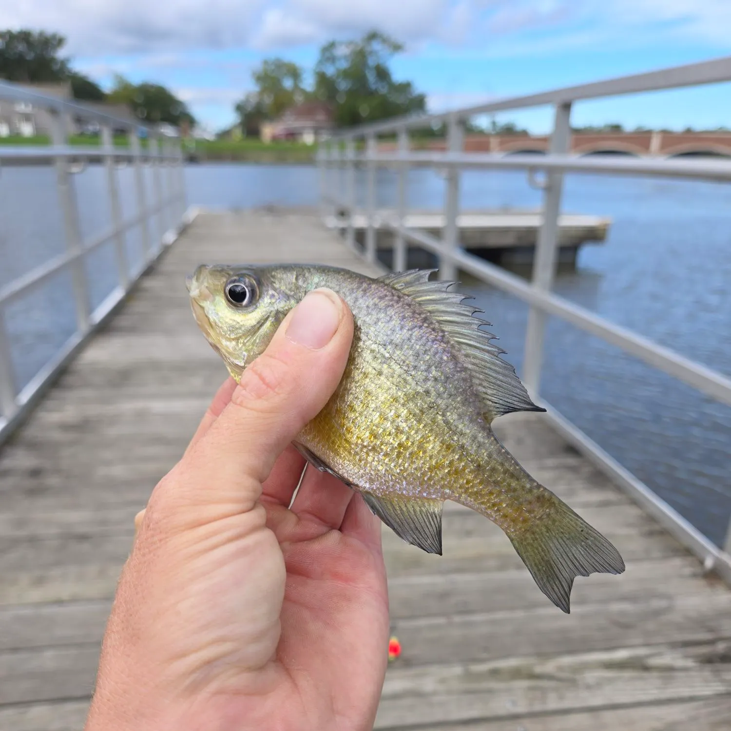 Bluegill caught on Fishbrain