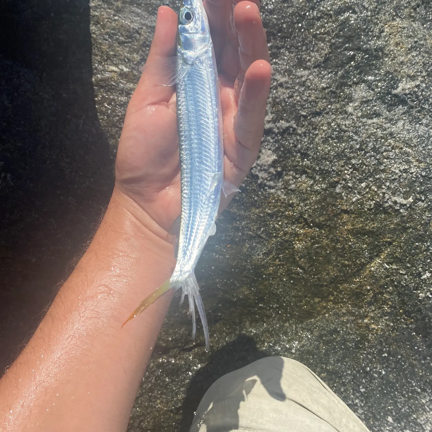 The most recent Ballyhoo halfbeak catches on Fishbrain