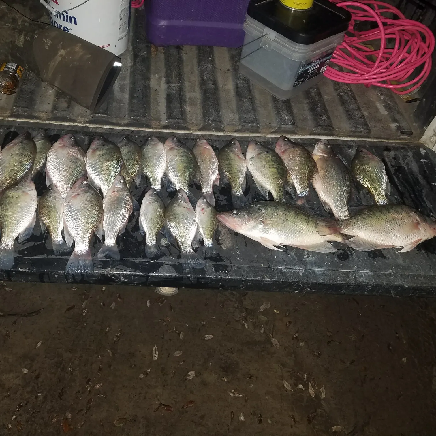 recently logged catches