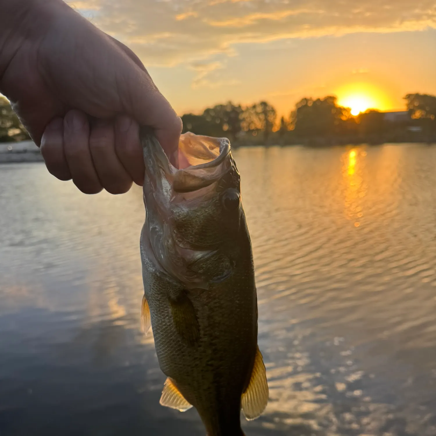 Largemouth bass caught on Fishbrain