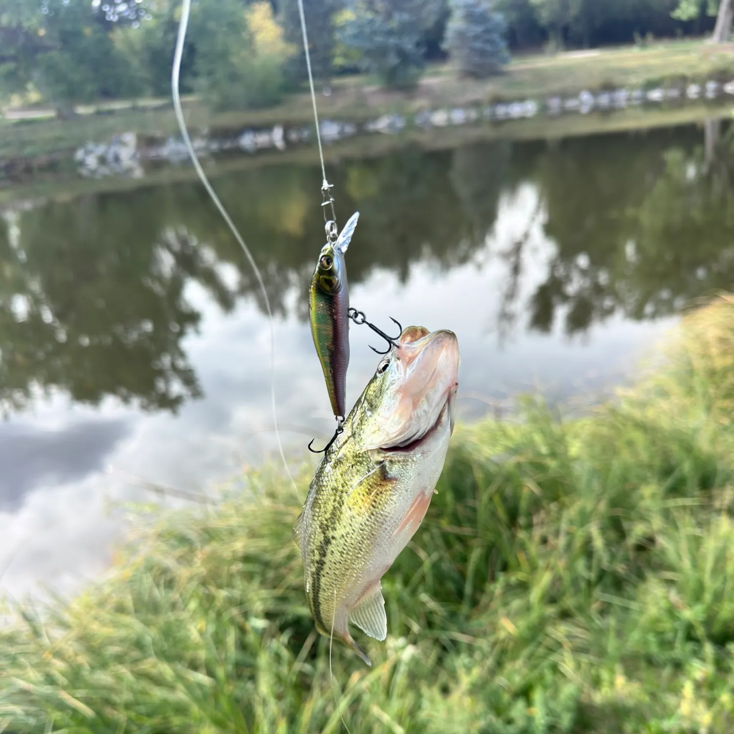 Largemouth bass caught on Fishbrain