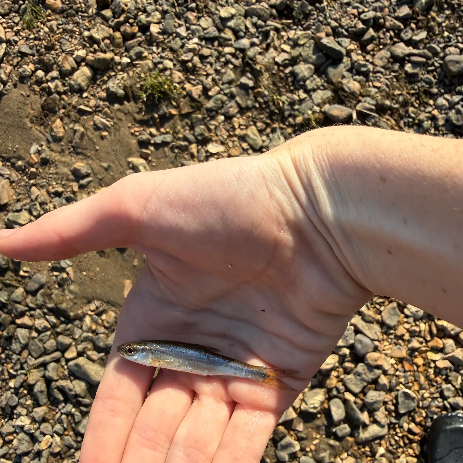 The most recent Great hammerhead shark catches on Fishbrain