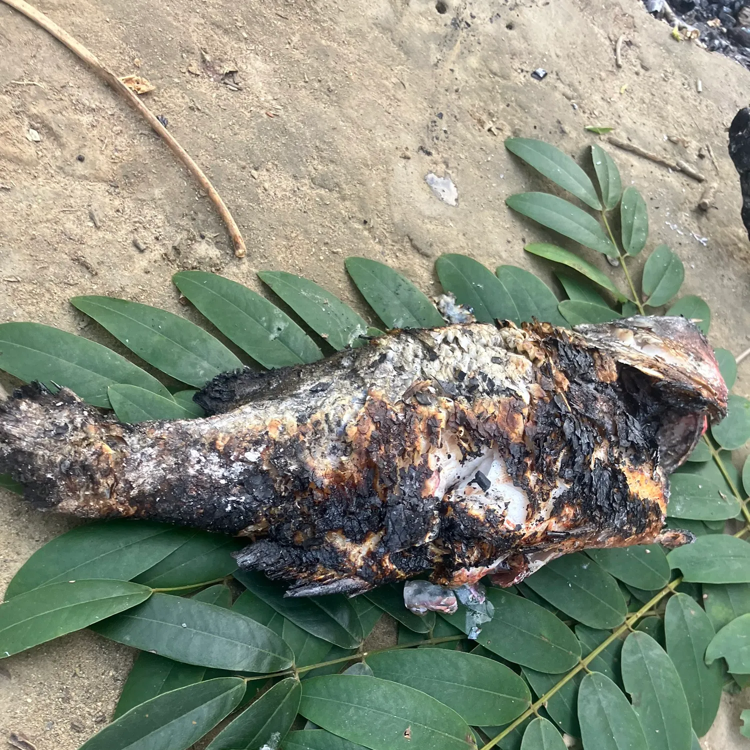 Fish caught on Fishbrain