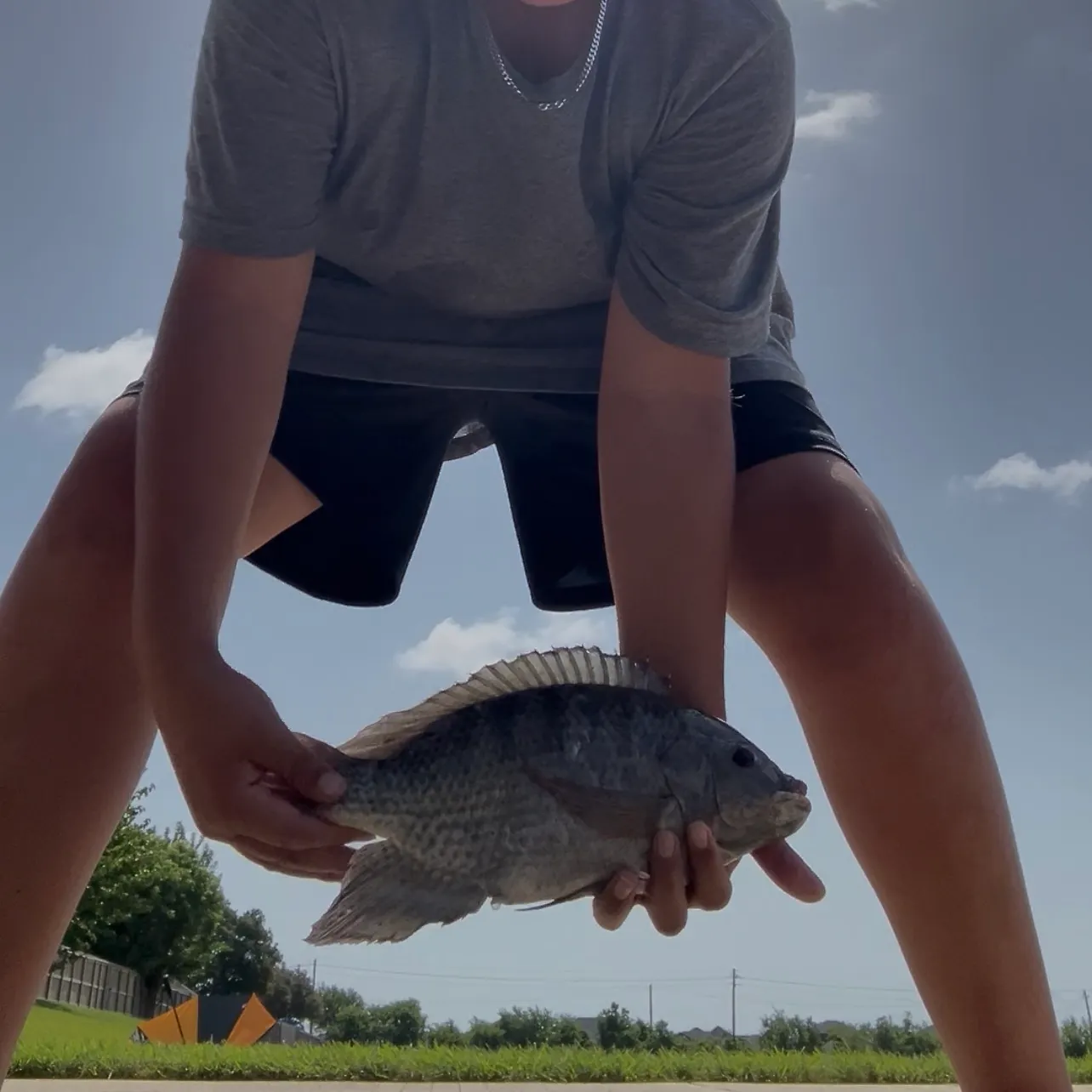 Nile tilapia caught on Fishbrain