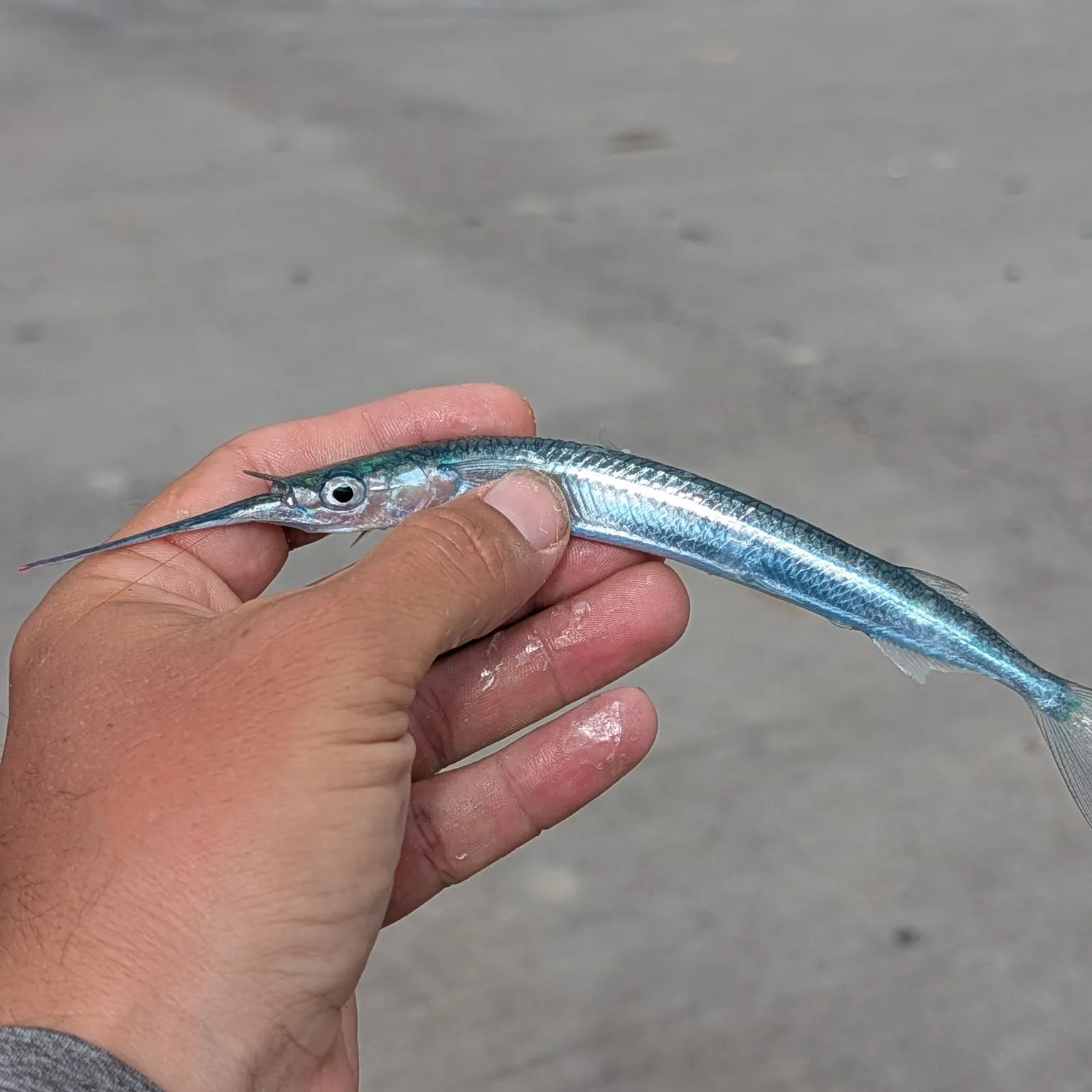 The most recent Acute halfbeak catches on Fishbrain