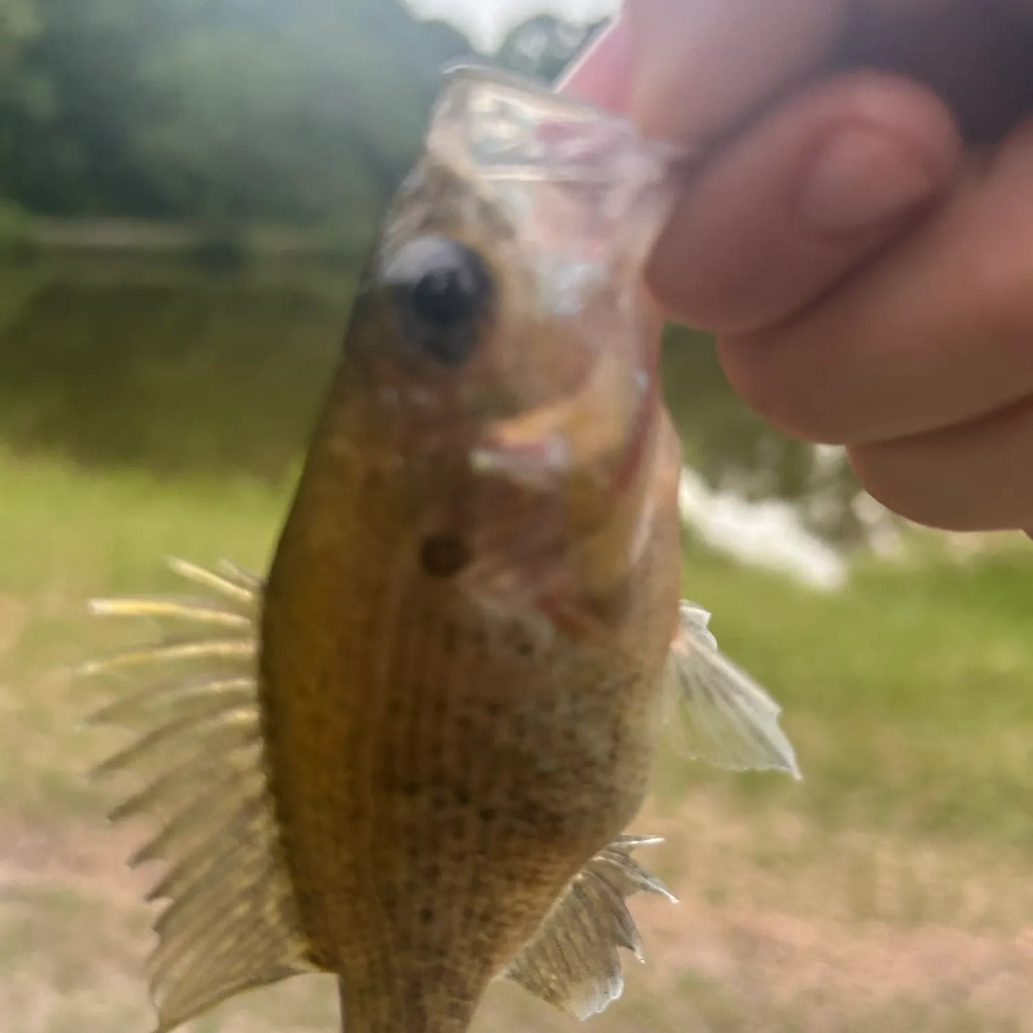 The most recent Warmouth x redear sunfish catches on Fishbrain