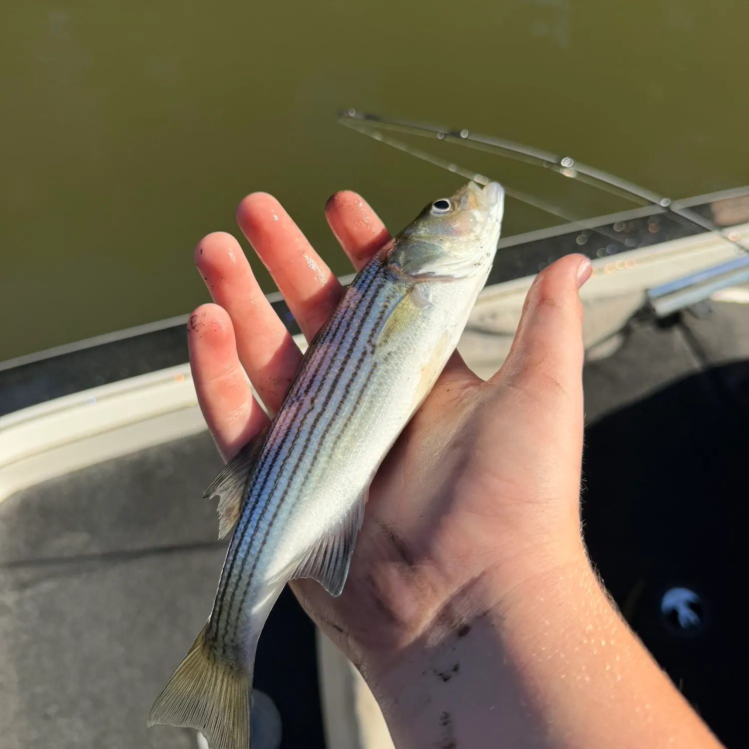 Striped bass caught on Fishbrain