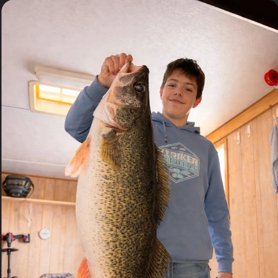 The most recent Walleye catches on Fishbrain