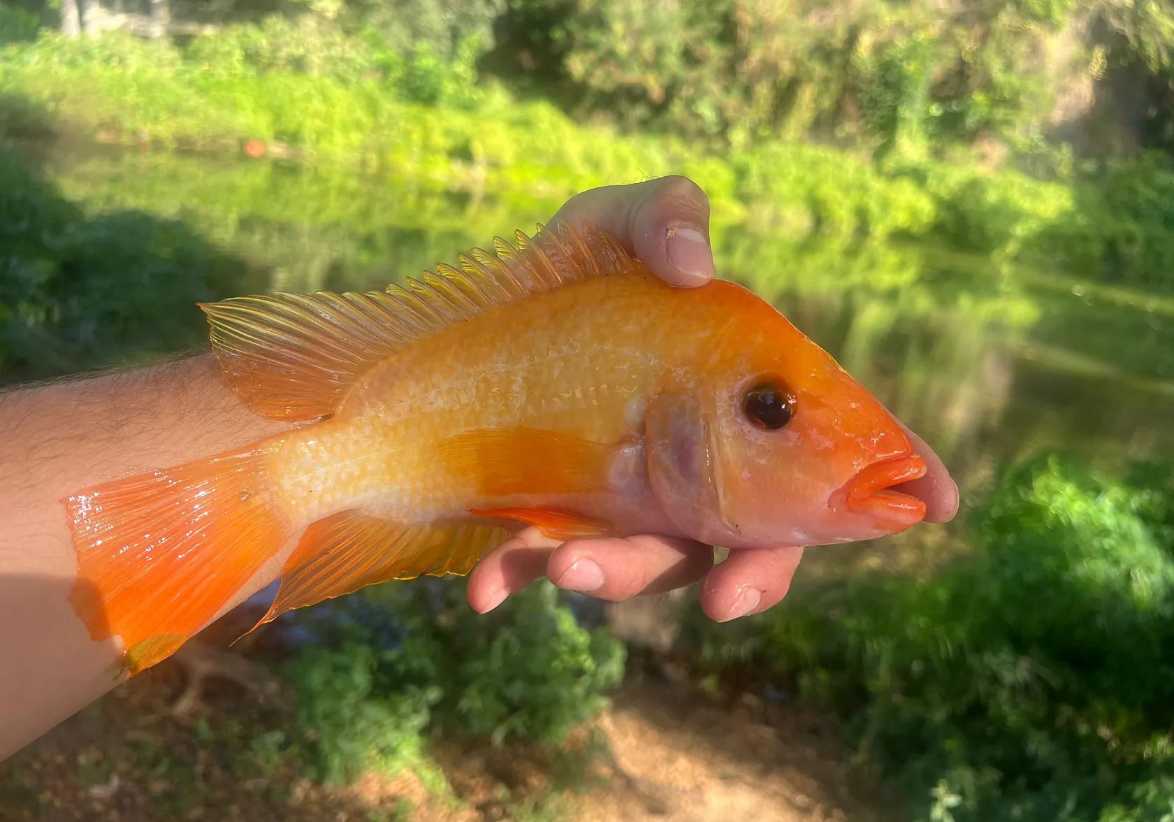 Red devil cichlid