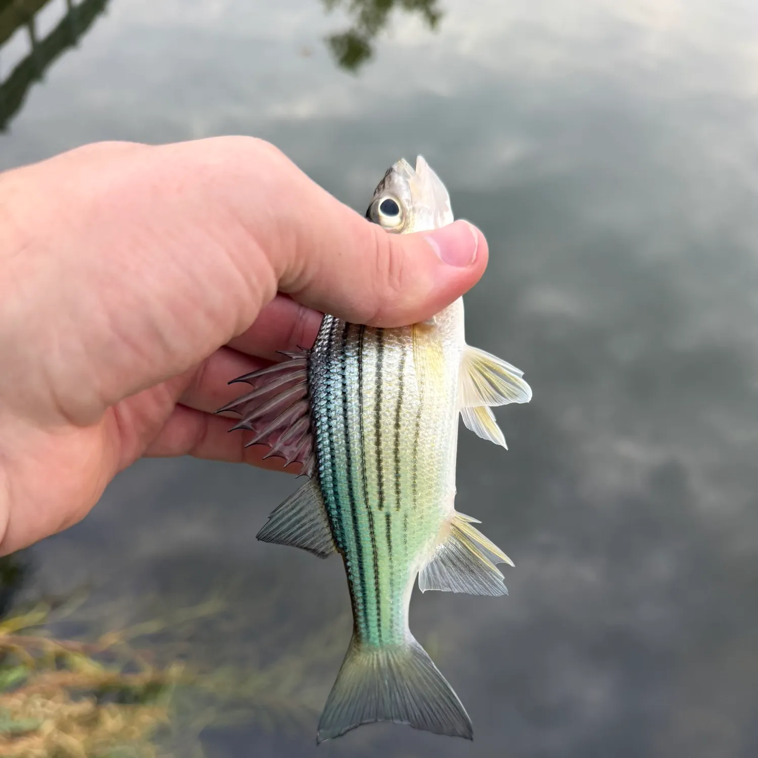 Yellow bass caught on Fishbrain