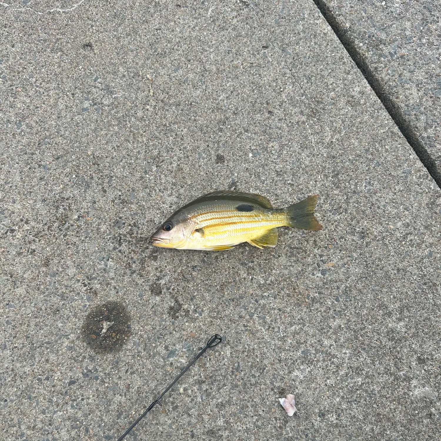 Moses perch caught on Fishbrain