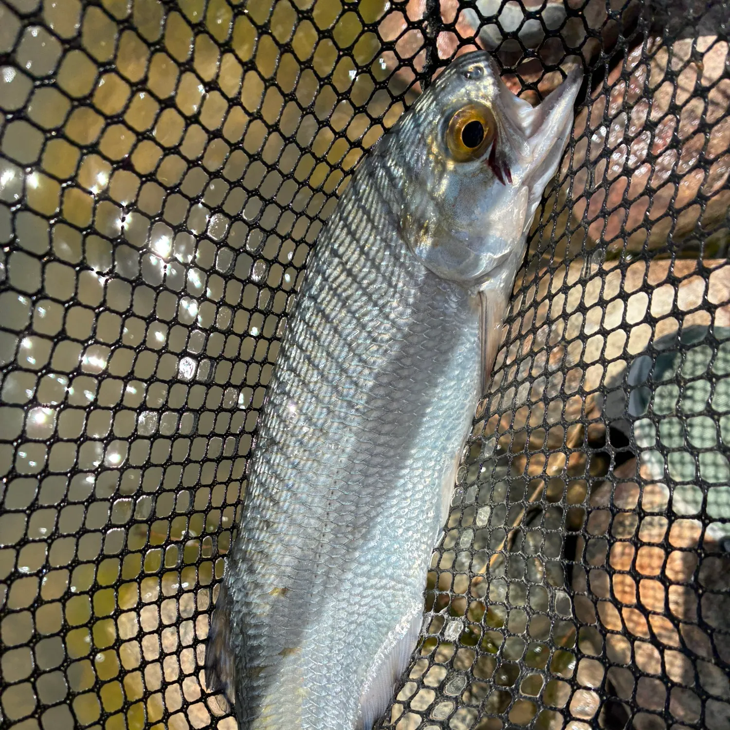 The most recent Goldeye catches on Fishbrain
