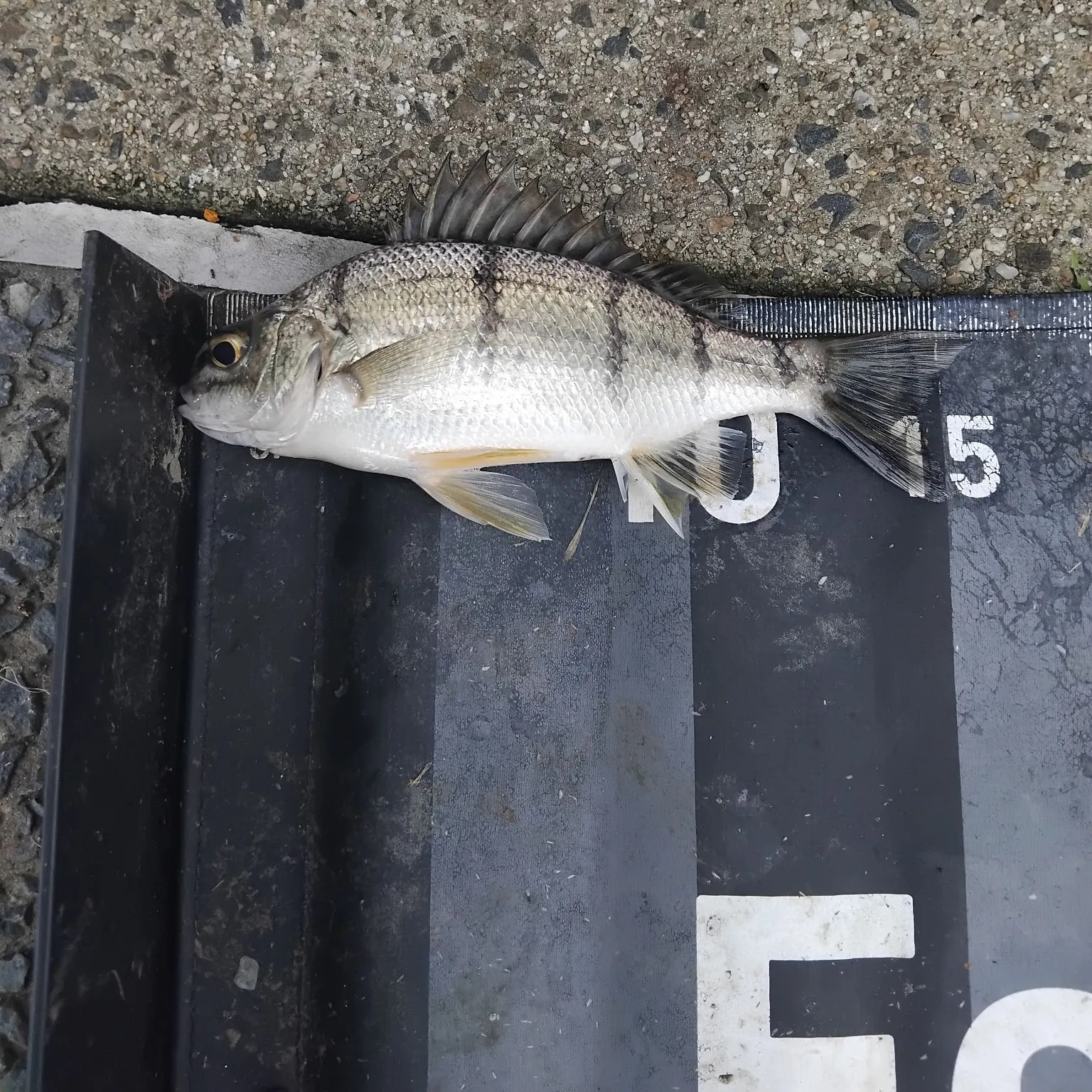 The most recent Barred grunt catches on Fishbrain