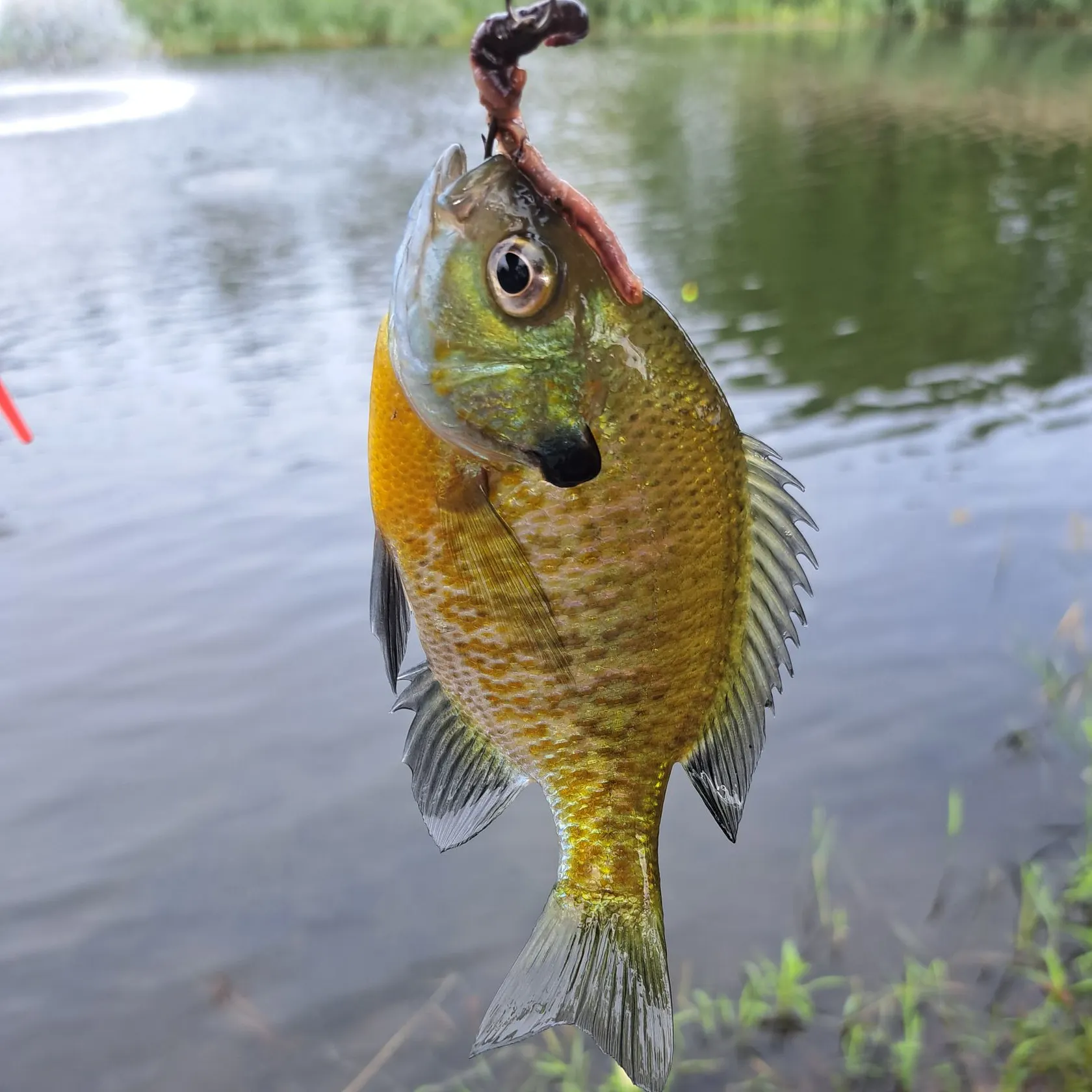 Bluegill caught on Fishbrain