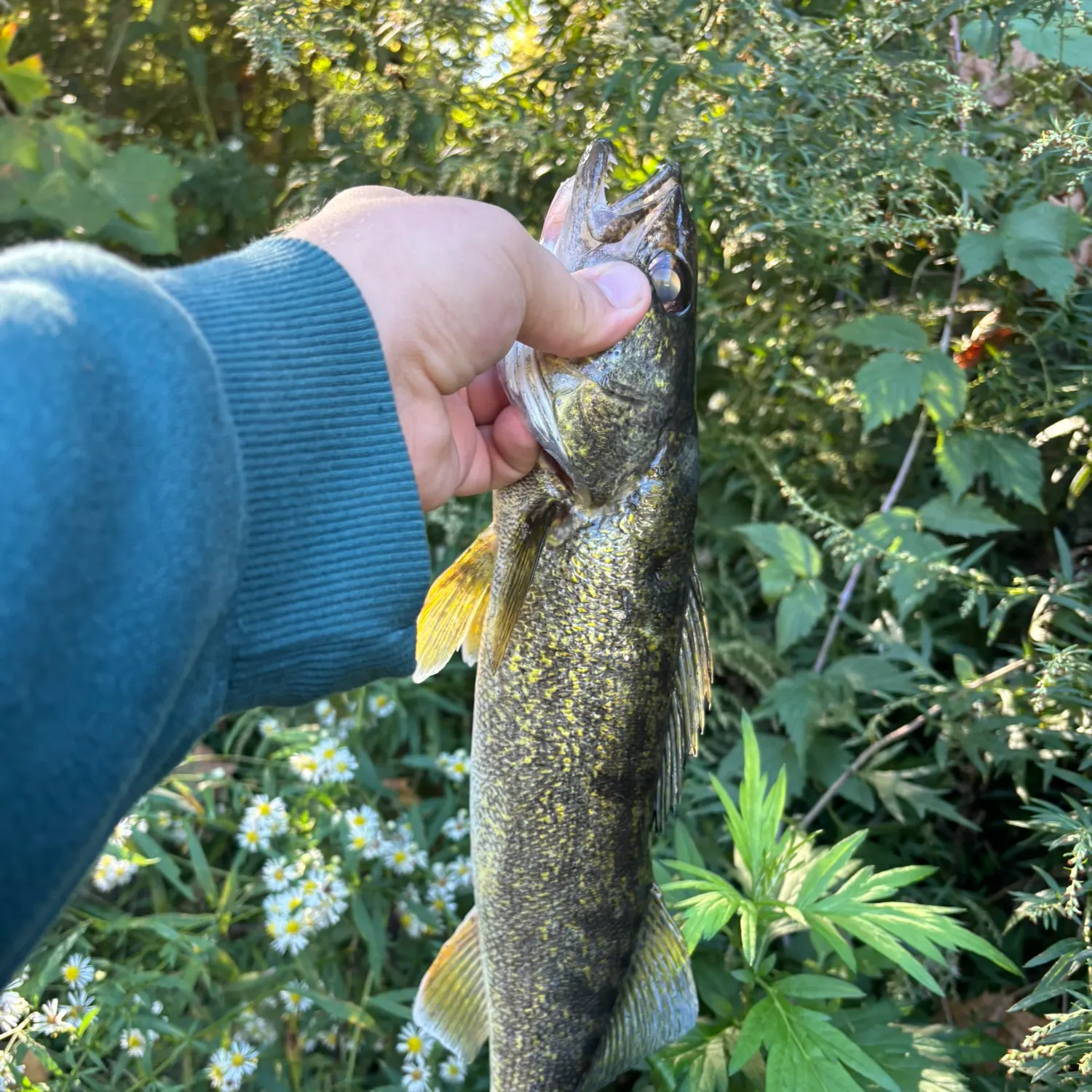 Walleye caught on Fishbrain