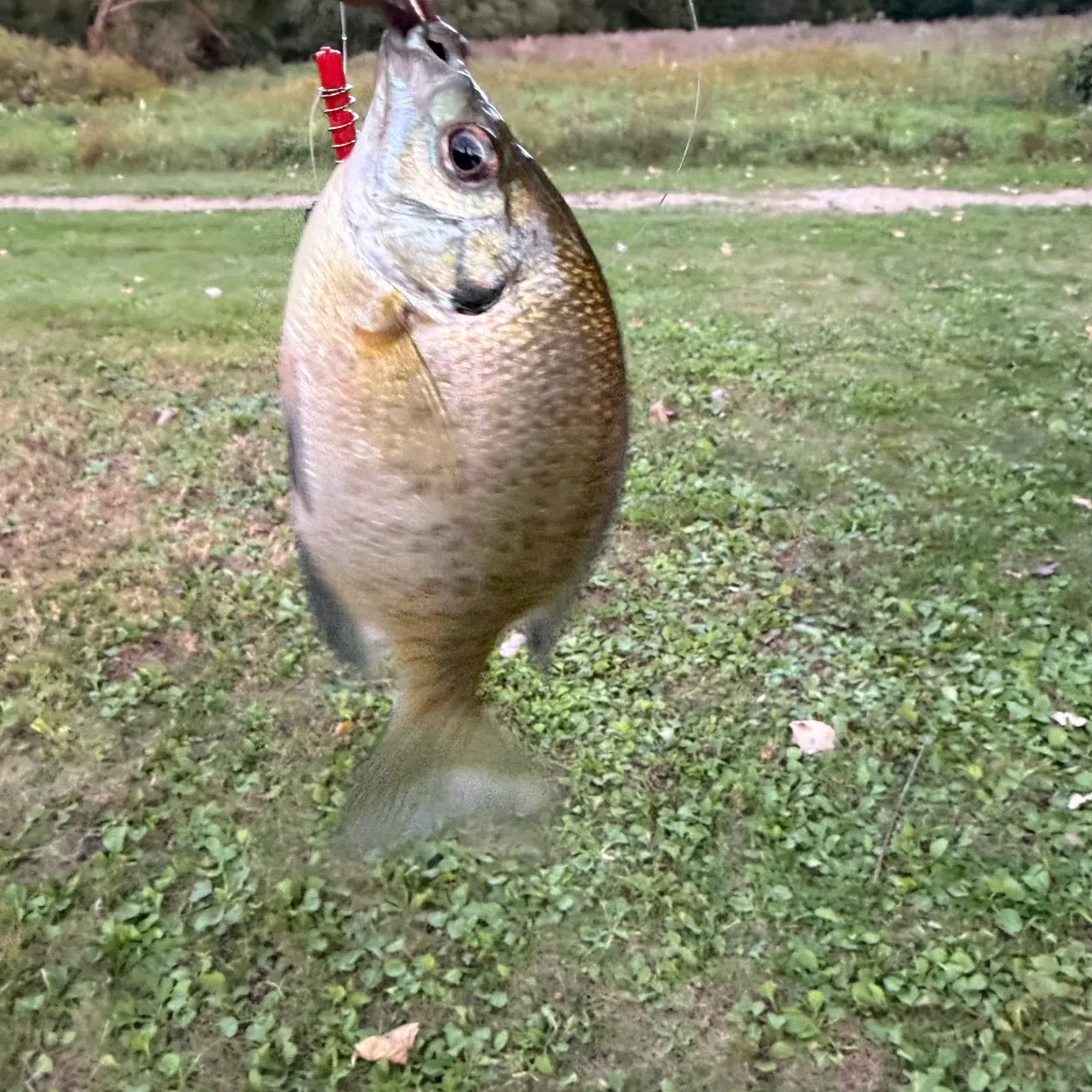 Bluegill caught on Fishbrain