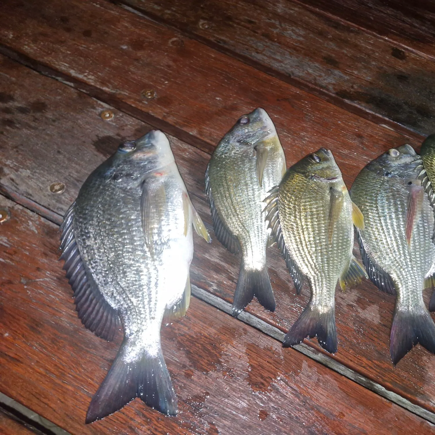 recently logged catches