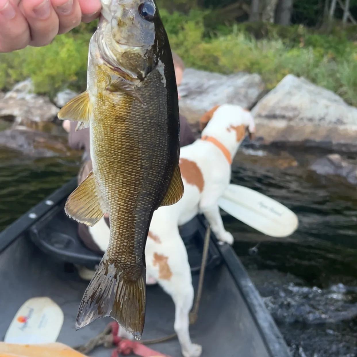 Smallmouth bass caught on Fishbrain