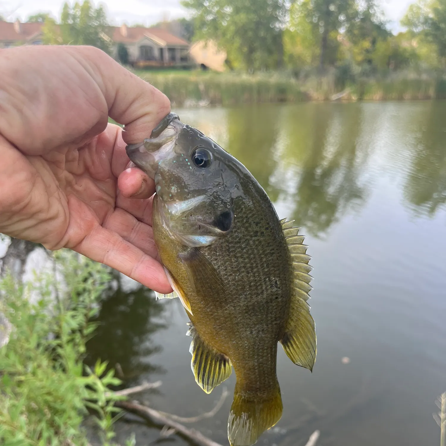 Green sunfish caught on Fishbrain