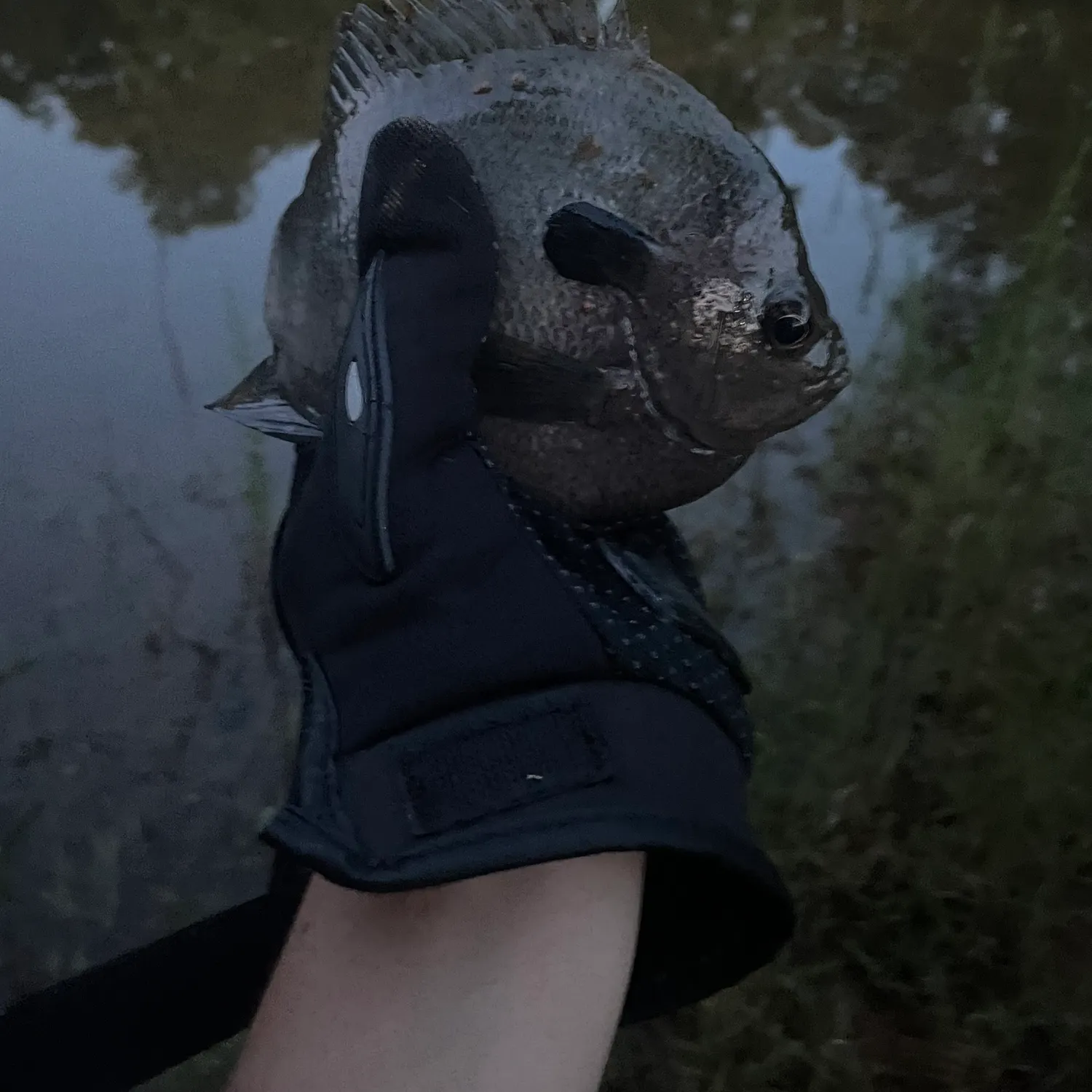 Fish caught on Fishbrain