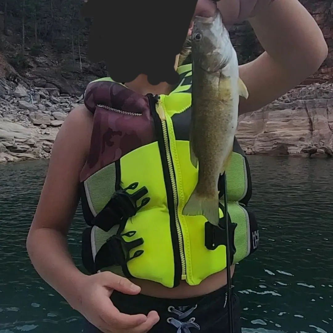 Smallmouth bass caught on Fishbrain