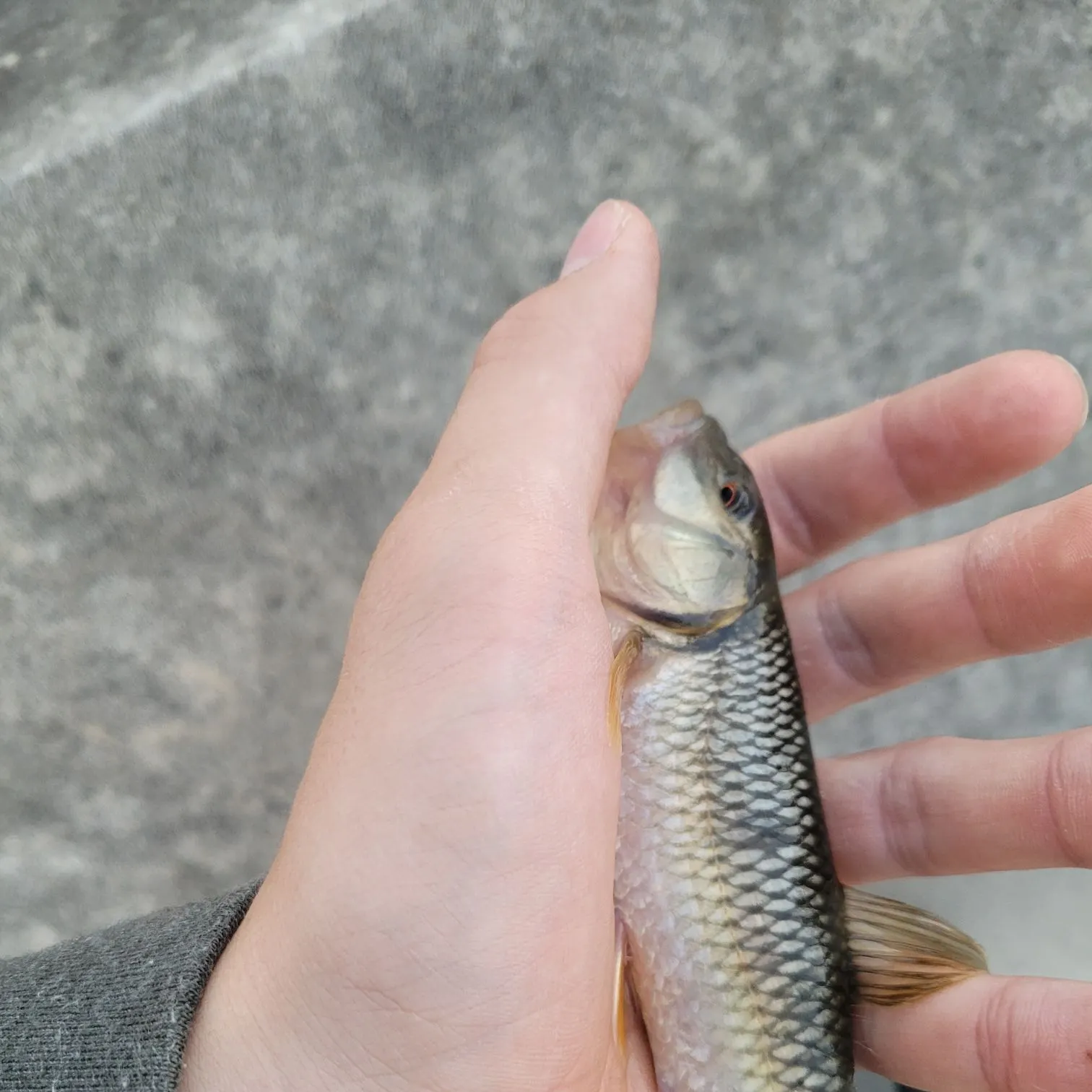 River chub caught on Fishbrain