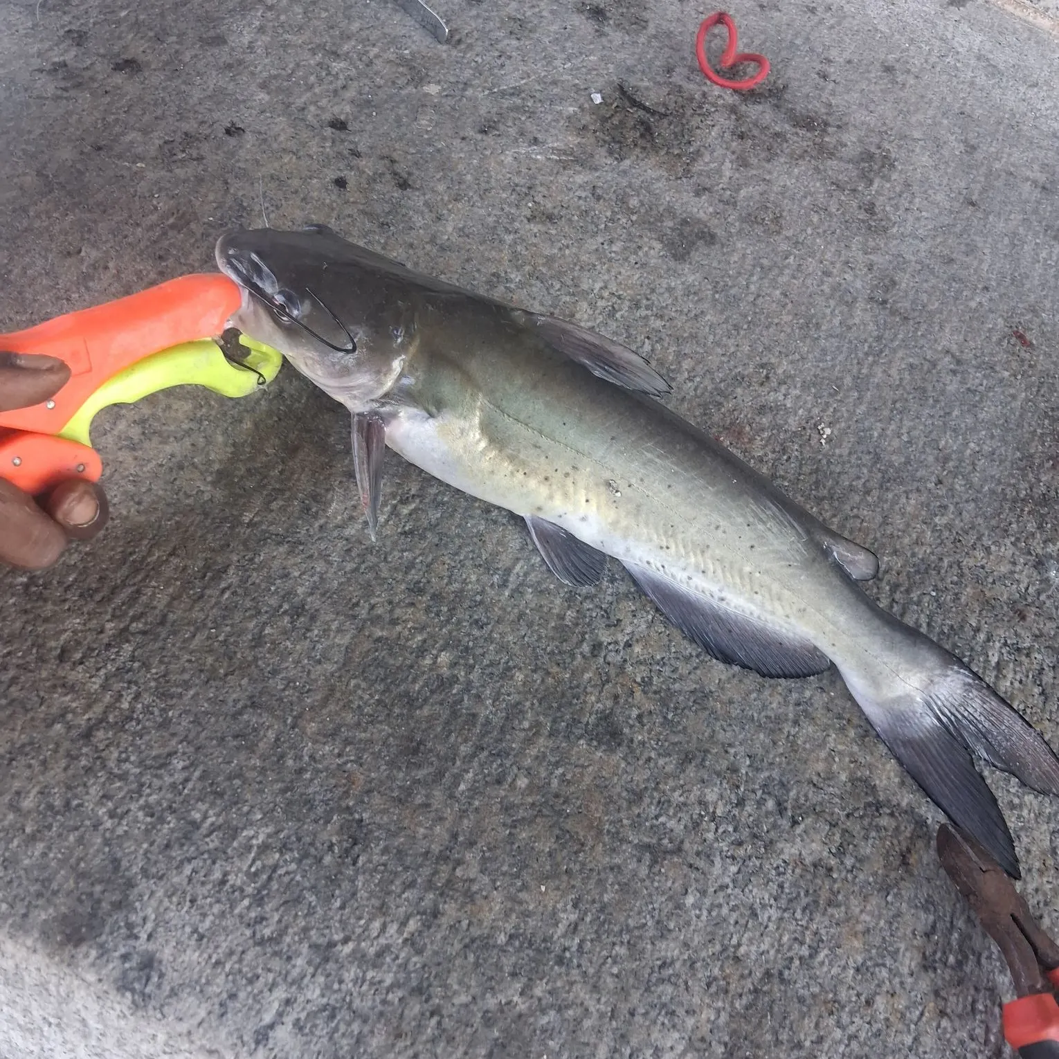 catch