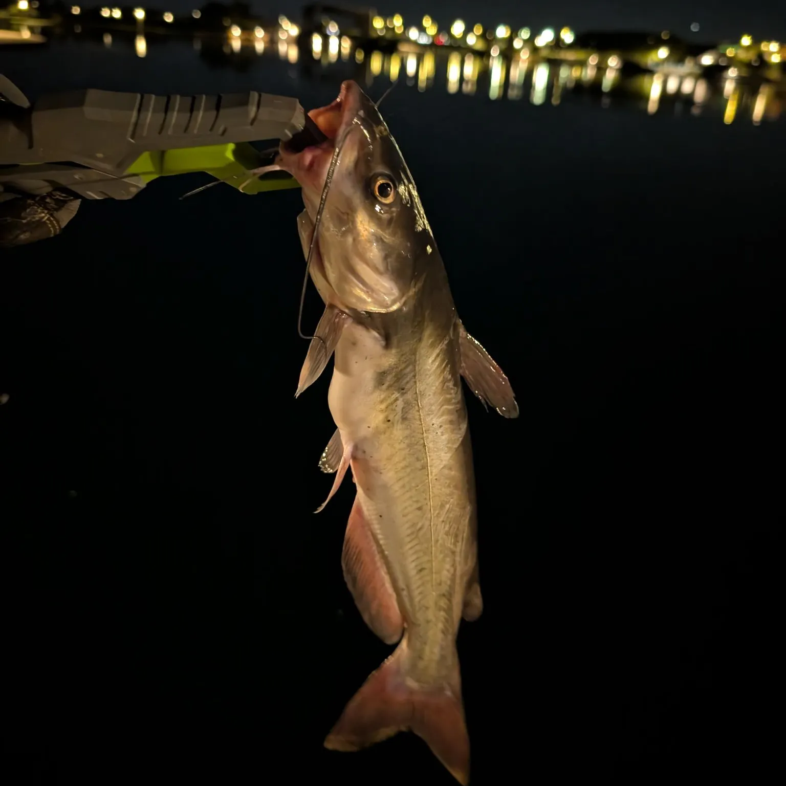 Channel catfish caught on Fishbrain