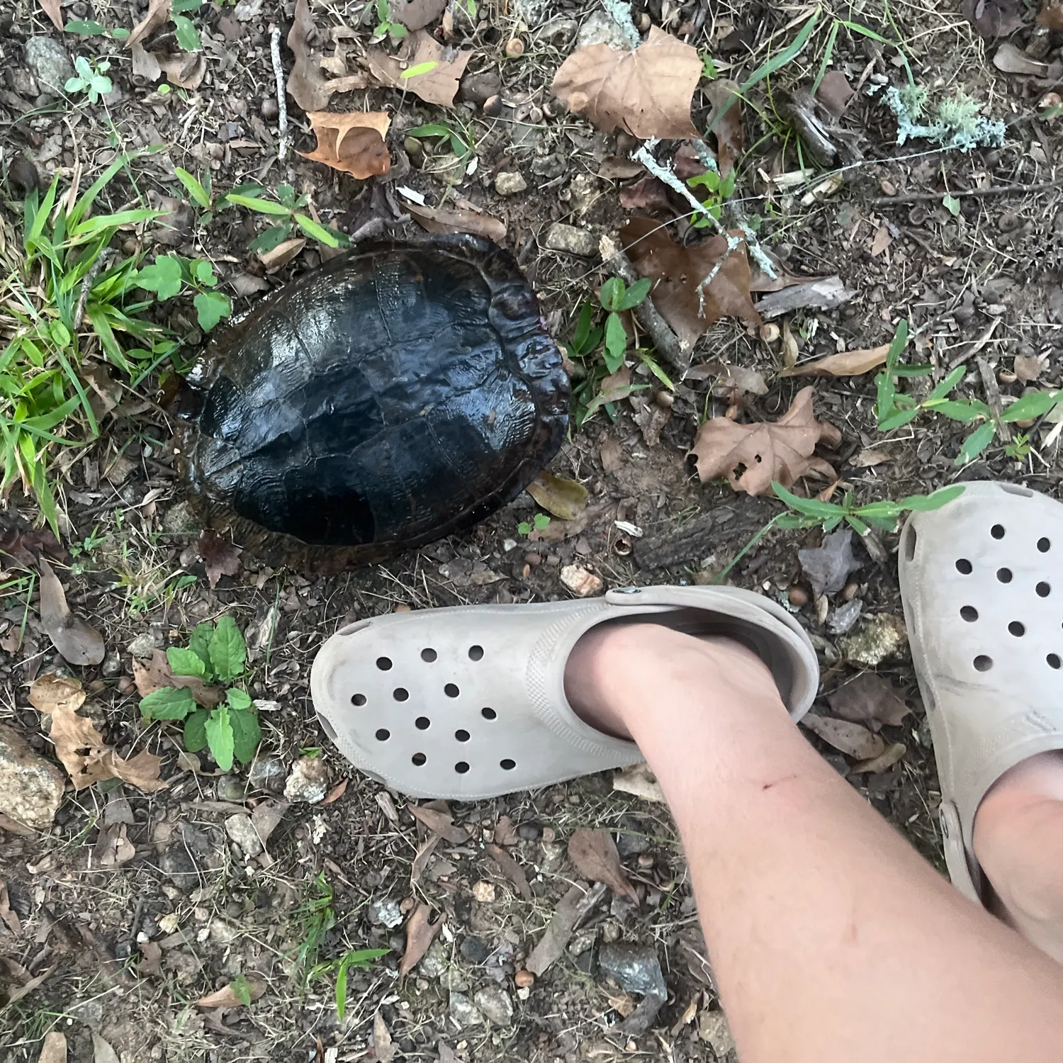 Pond slider turtle caught on Fishbrain