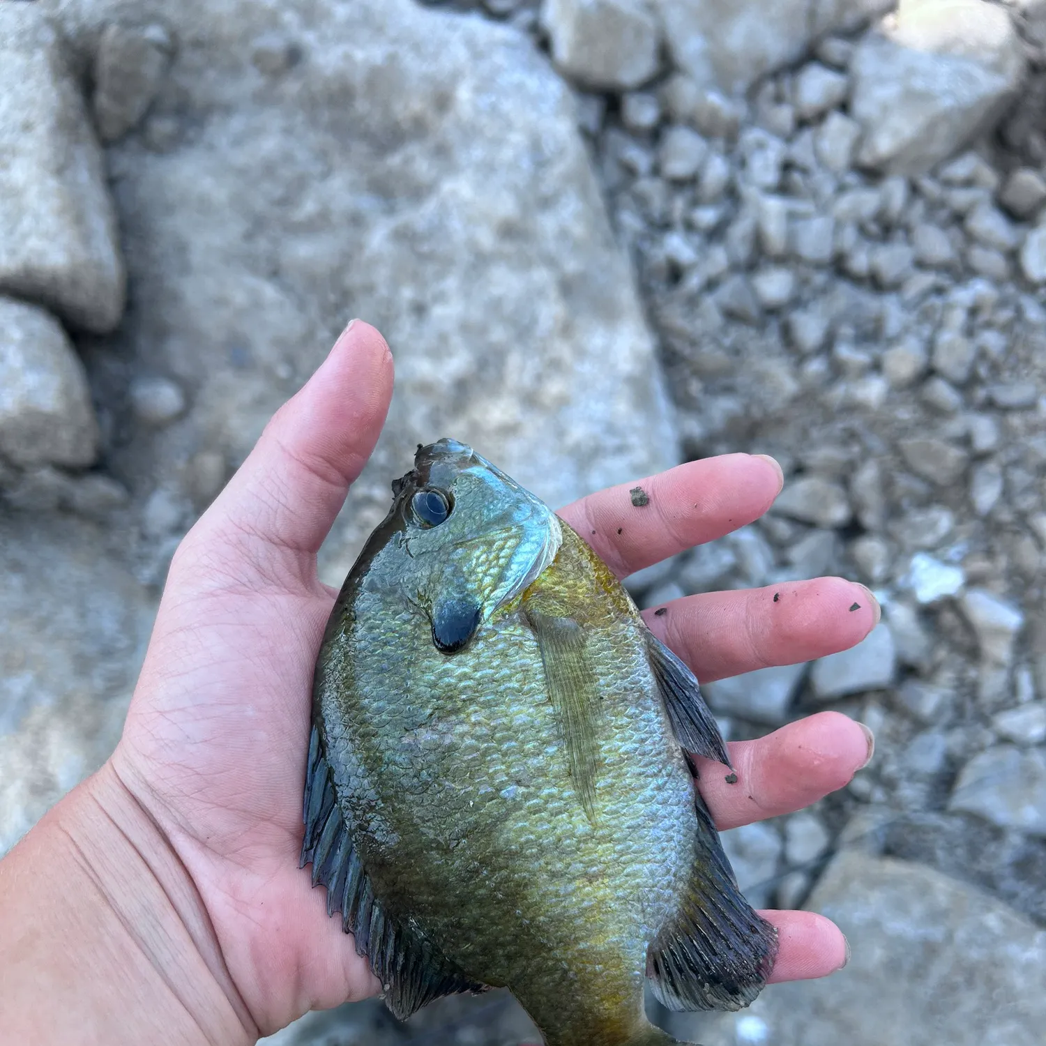 Bluegill caught on Fishbrain