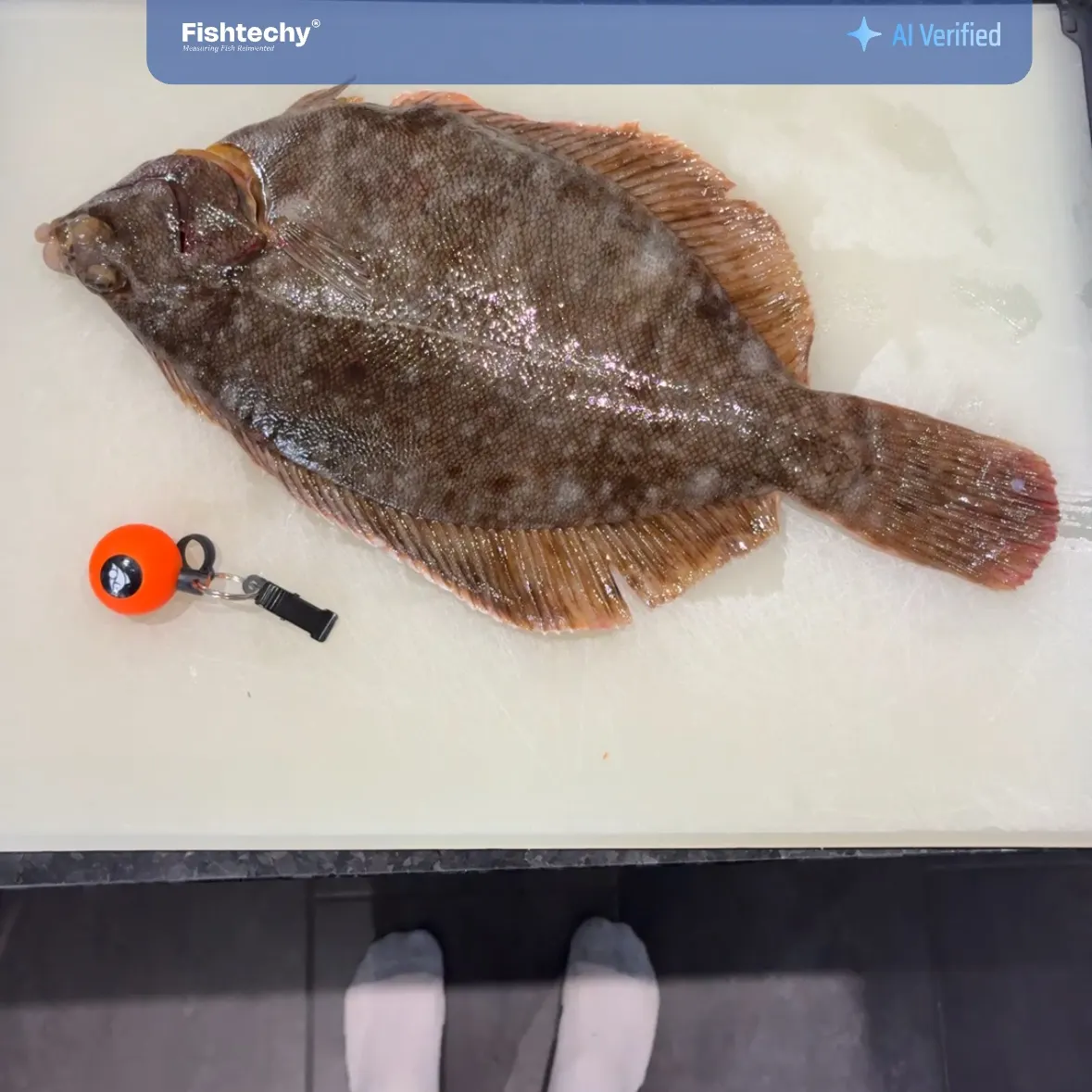 Fish caught on Fishbrain