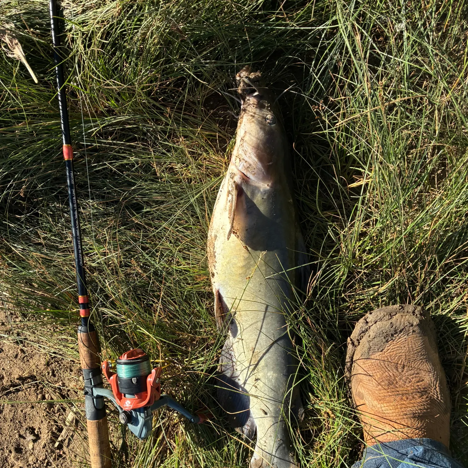 Channel catfish caught on Fishbrain