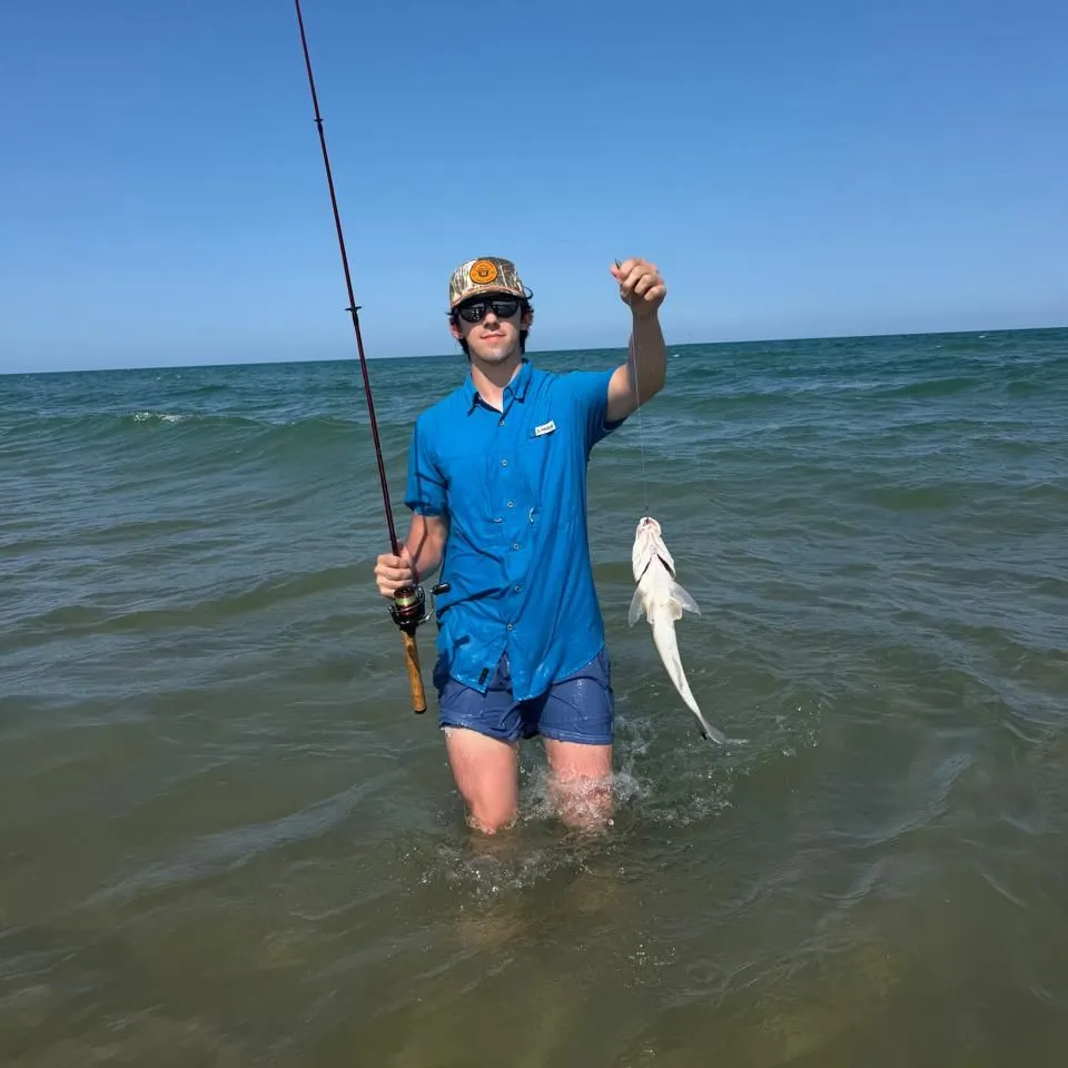 Gulf kingcroaker caught on Fishbrain