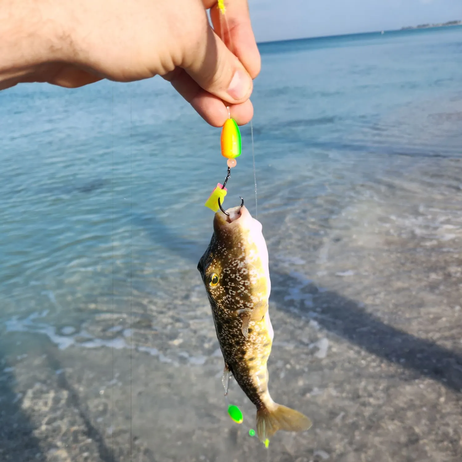The most recent Milkspotted puffer catches on Fishbrain