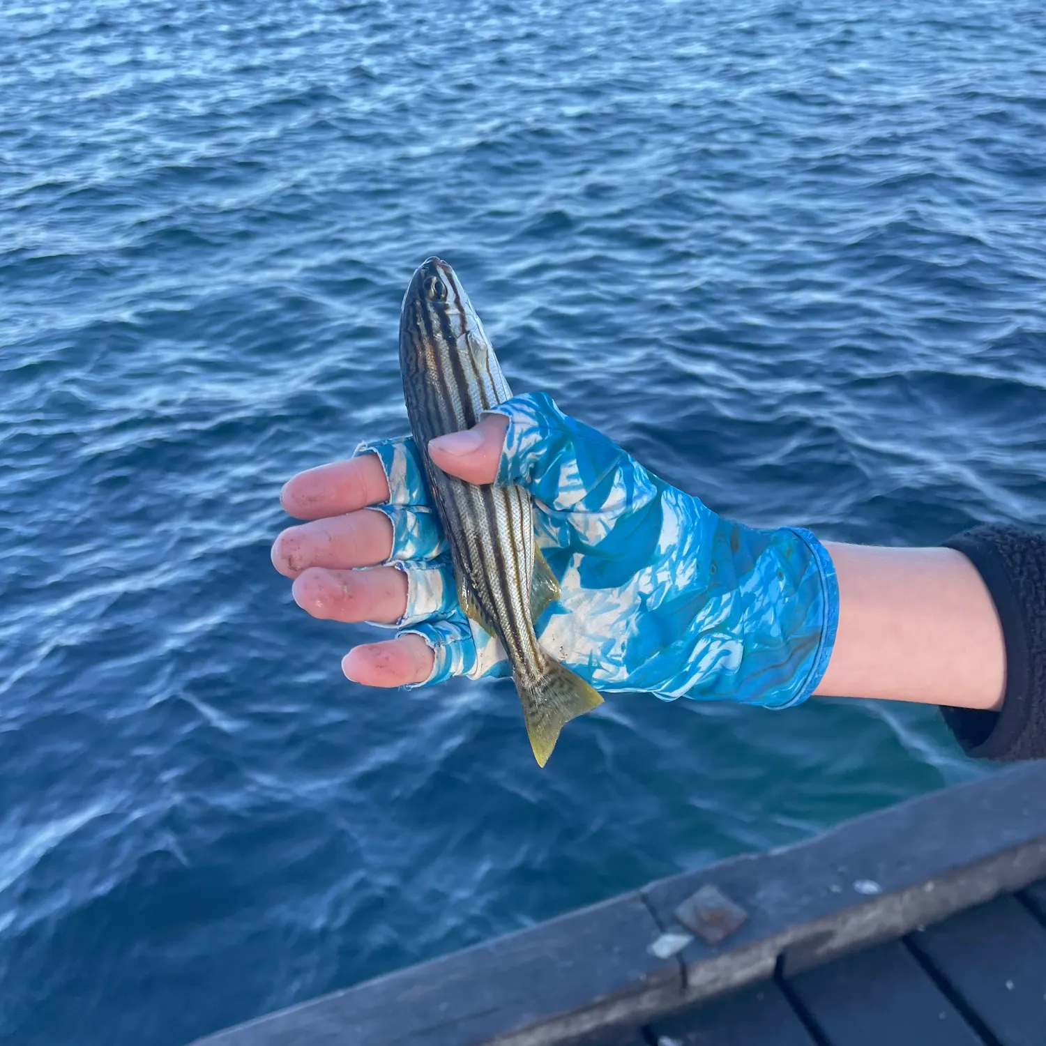 The most recent Western striped grunter catches on Fishbrain