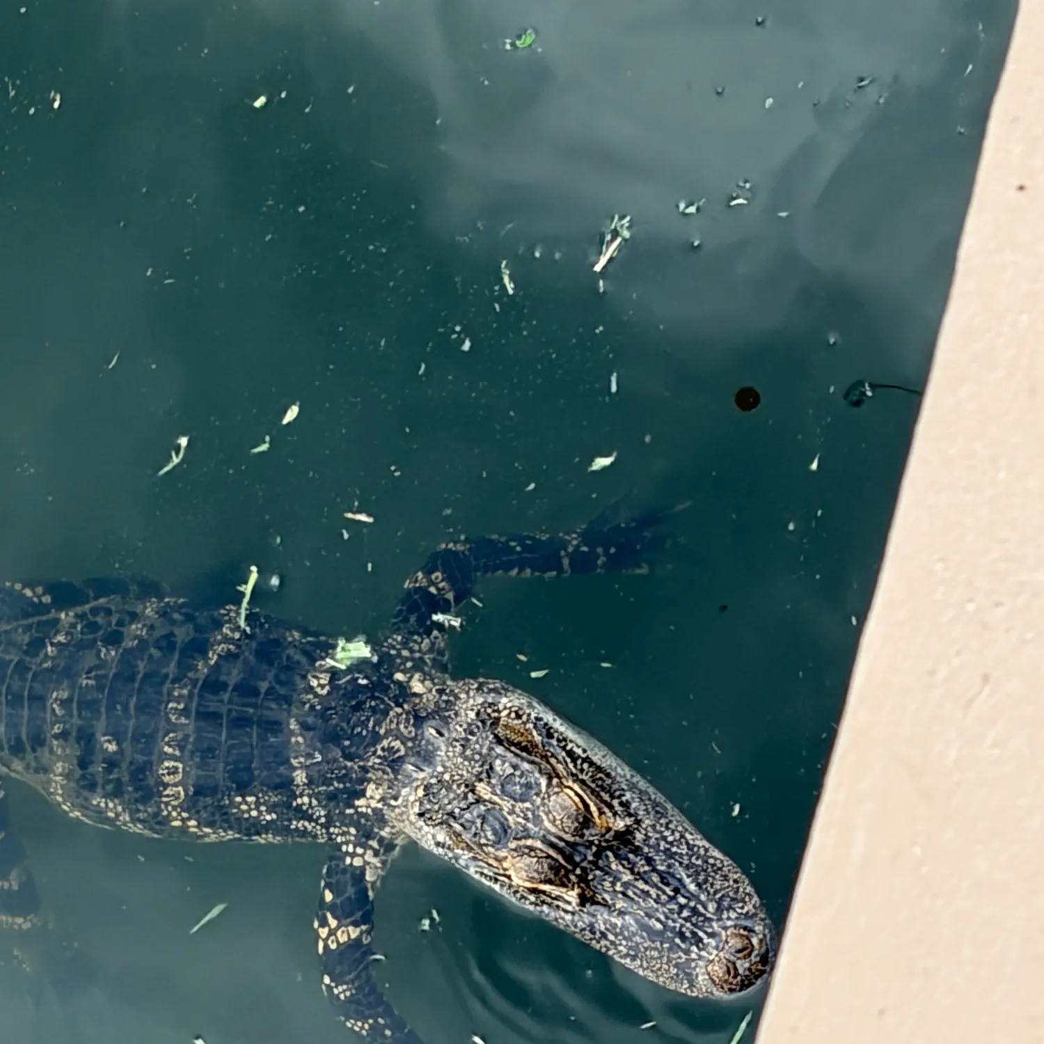 Alligator snapping turtle caught on Fishbrain