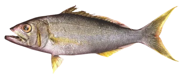 Small toothed jobfish