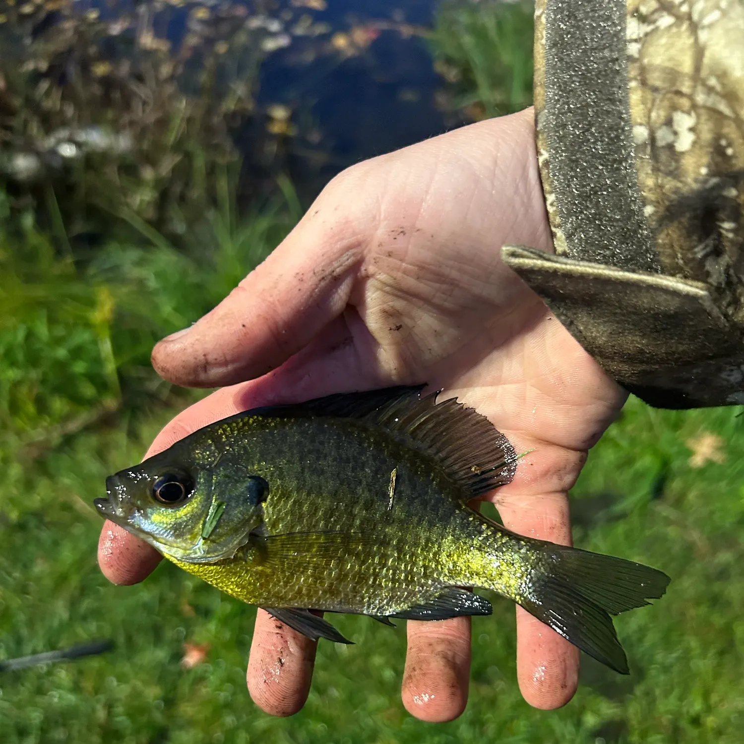 Bluegill caught on Fishbrain