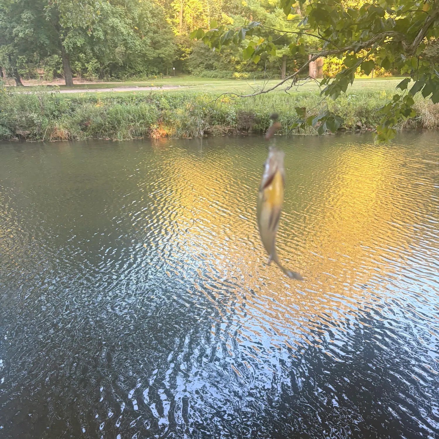 Bluegill caught on Fishbrain
