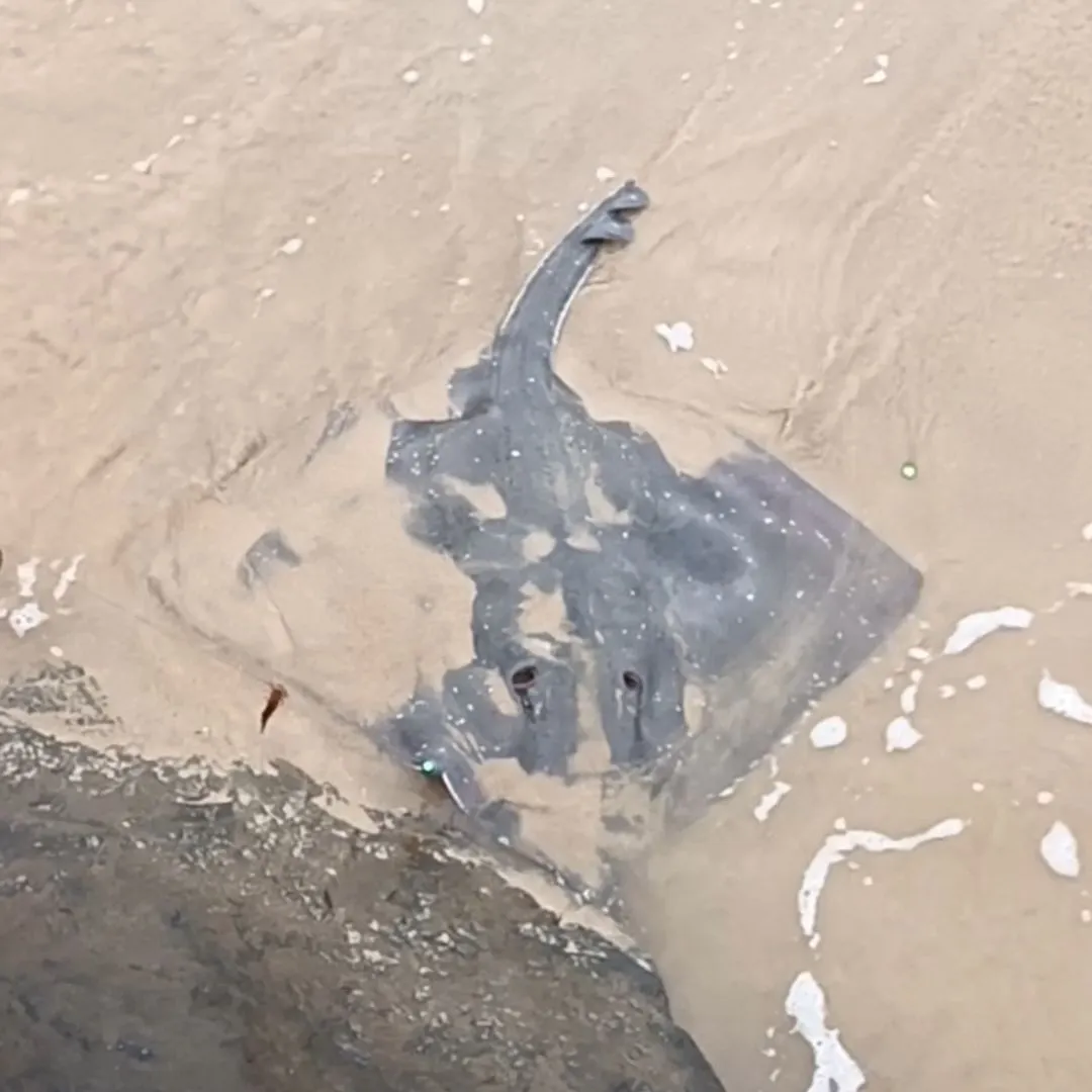 The most recent Big skate catches on Fishbrain