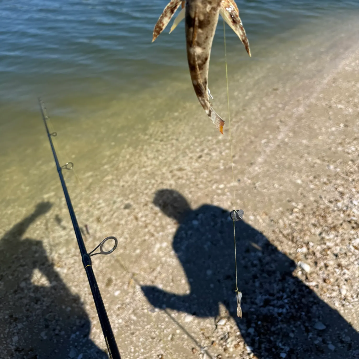 The most recent Striped searobin catches on Fishbrain