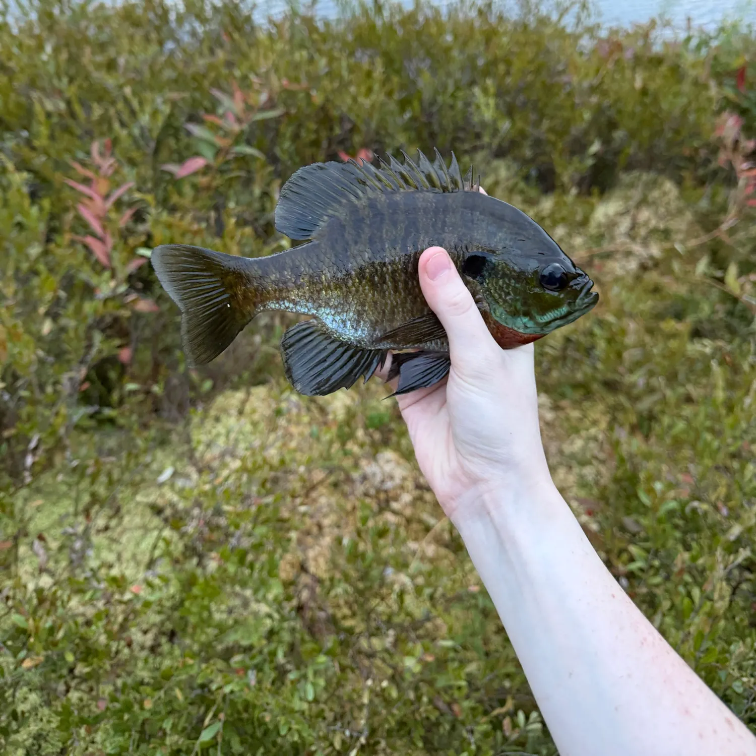 Bluegill caught on Fishbrain